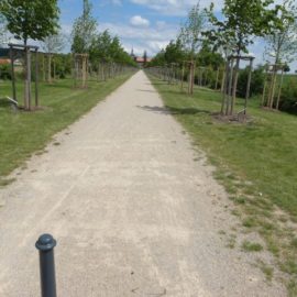 Lindenpflanzung an der Lindenalle am Rittergut Lucklum Lindenpflanzung an der Lindenalle am Rittergut Lucklum